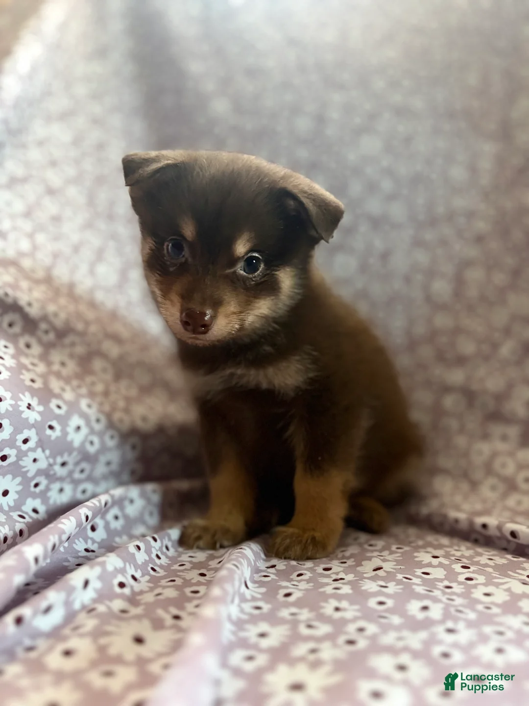 Pomsky dogs for sale: Kovu Pomsky Puppy 2 - Ad 3