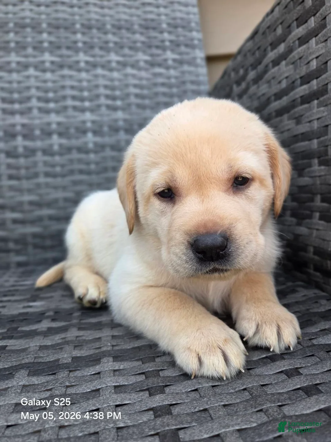 Labrador Retriever dogs for sale: Bear  - Ad 1