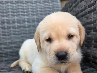 Labrador Retriever dogs Bear - Ad 13