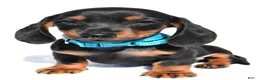 Miniature Dachshund dogs for sale: Patrick - Ad 8