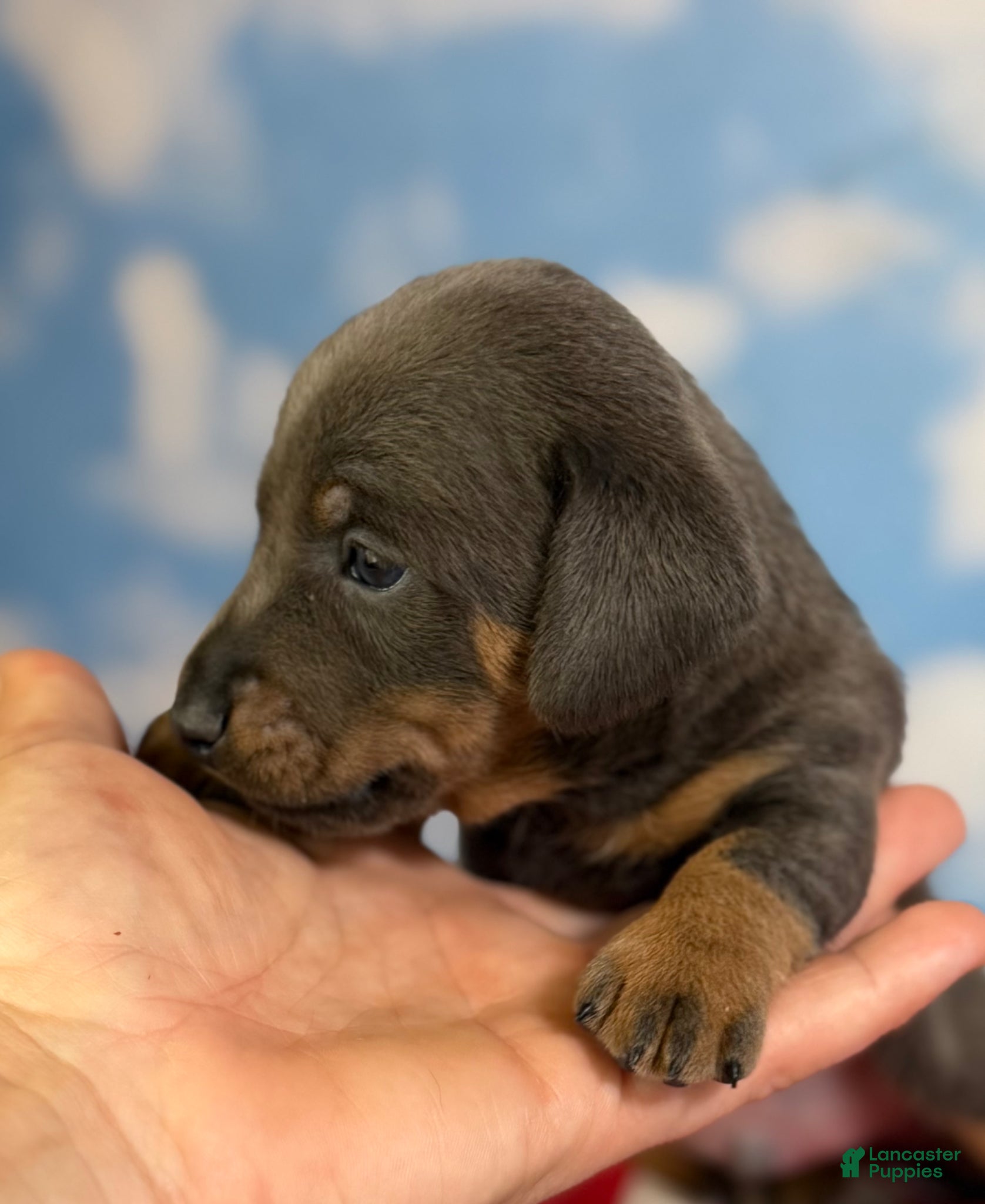 Miniature Dachshund dogs Akc Piston SH blue and tan DNA OFA  - Ad 1