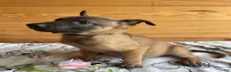 Belgian Malinois dogs for sale: Duke - Ad 3