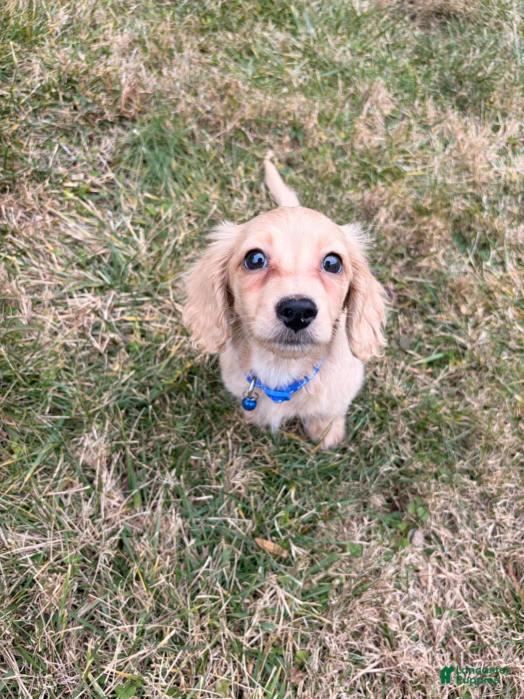 Miniature Dachshund dogs for sale: Theo - Ad 2