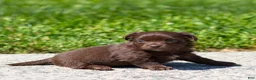 Chihuahua dogs for sale: Jolene Chihuahua Puppy  - Ad 14