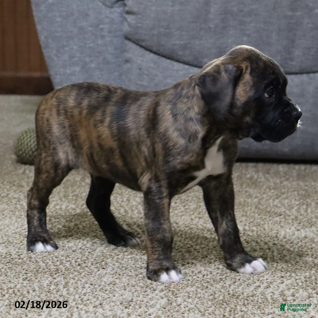 Boxer dogs for sale: Max - Ad 11