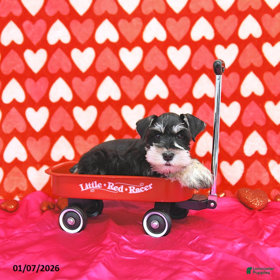 Miniature Schnauzer dogs for sale: Brad  - Ad 3