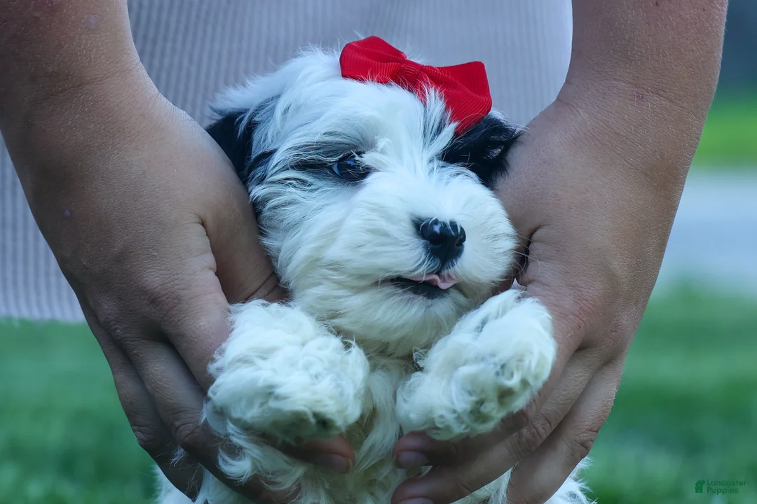 Cavapoo dogs for sale: Gizmo 🐶 - Ad 2