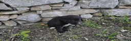 Mixed Breed dogs for sale: Baxter - Ad 2