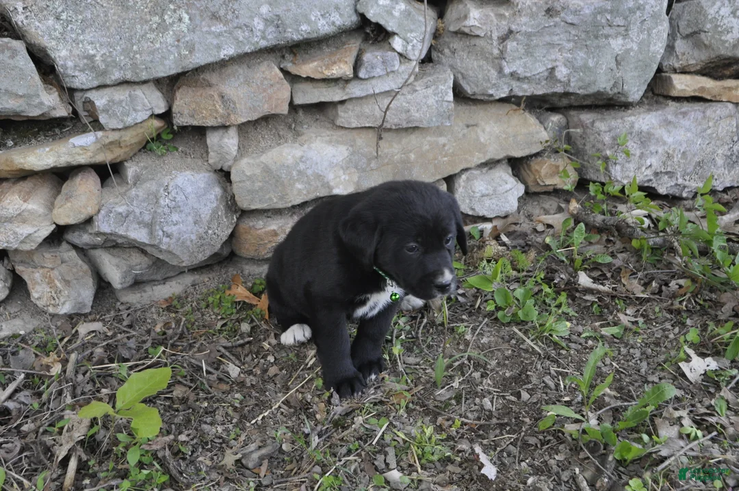 Mixed Breed dogs for sale: Baxter - Ad 2