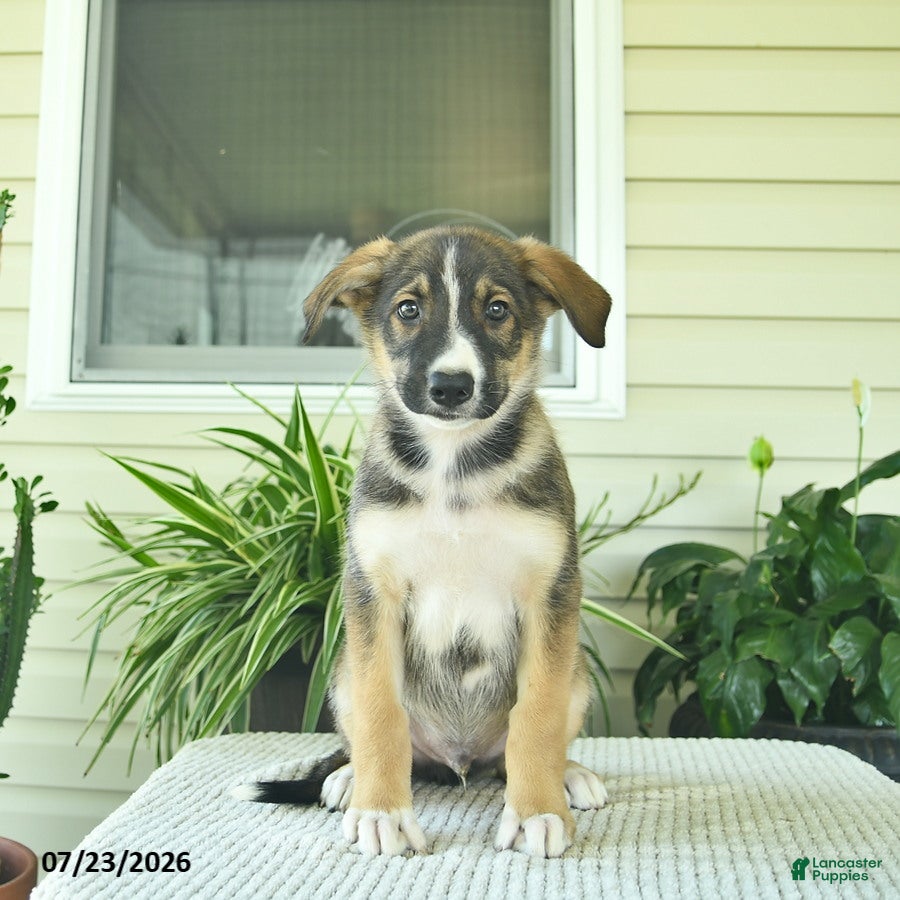 Mixed Breed dogs Ranger  - Ad 1