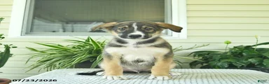 Ranger 