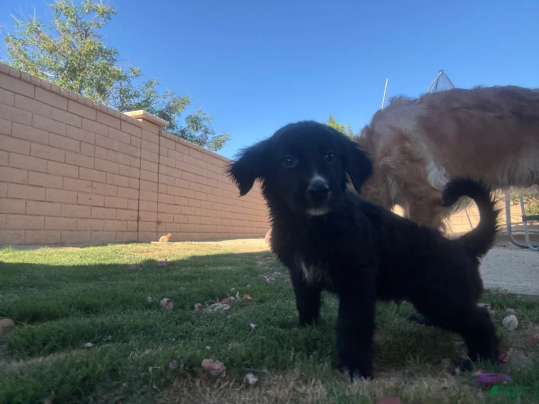 Mixed Breed dogs for sale: Mixed Breed Puppy 3 - Ad 2