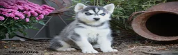 Siberian Husky dogs for sale: Oak - Ad 1