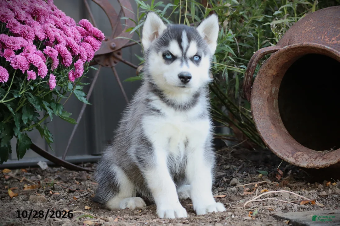 Siberian Husky dogs for sale: Oak - Ad 1