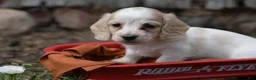 Miniature Dachshund dogs for sale: Miniature Dachshund 2 - Ad 9