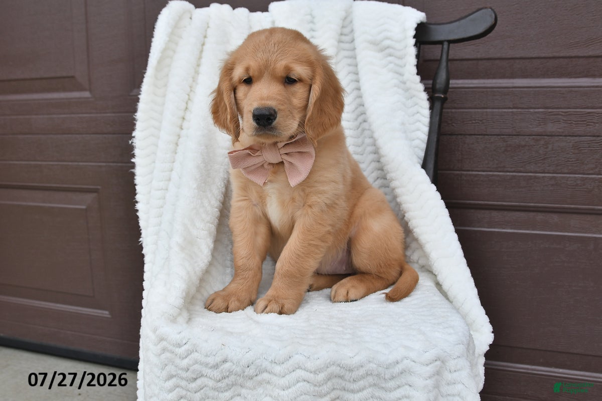 Golden Retriever dogs Crystal - Ad 2