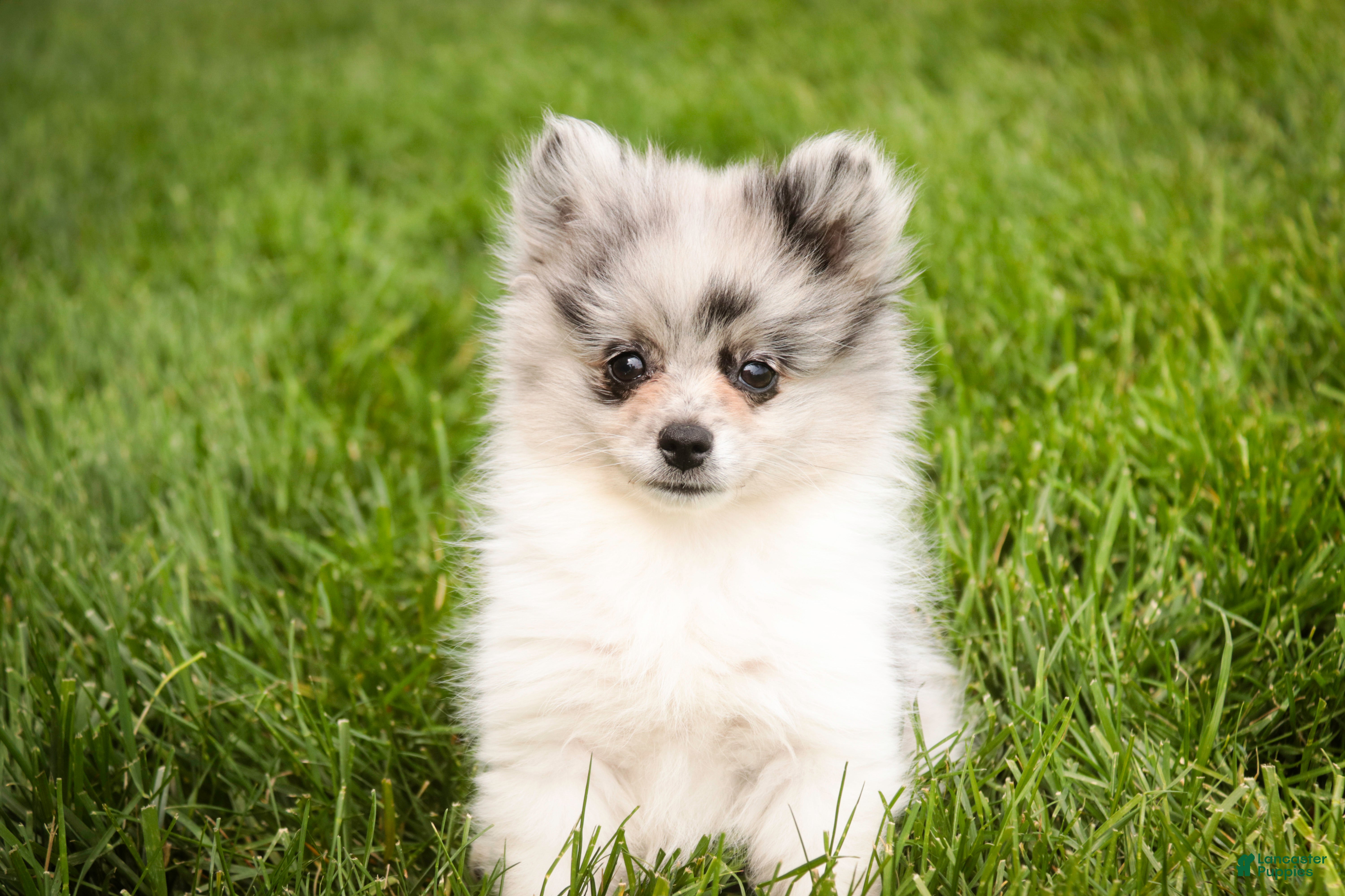 Pomeranian dogs for sale: Tripp - Ad 8