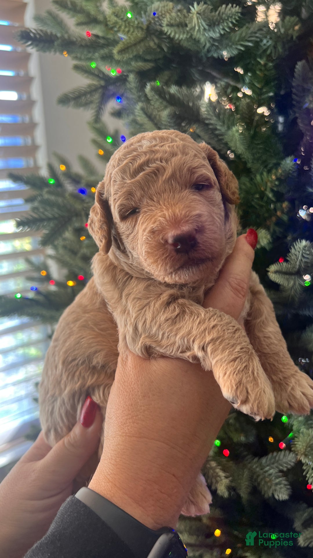 Goldendoodle dogs for sale: Lucky - Ad 4