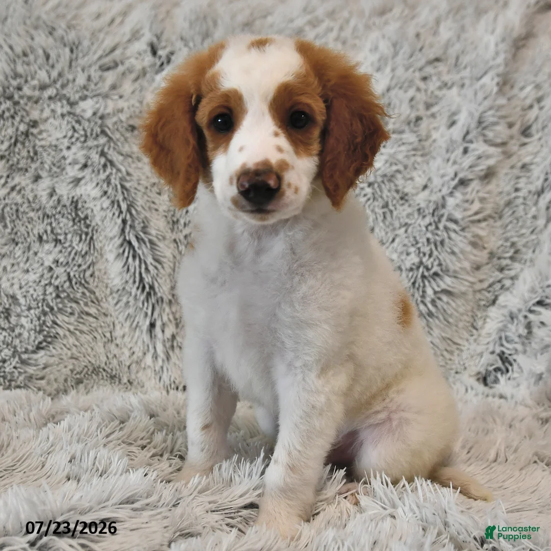 Mini Goldendoodle dogs for sale: Bright - Ad 1