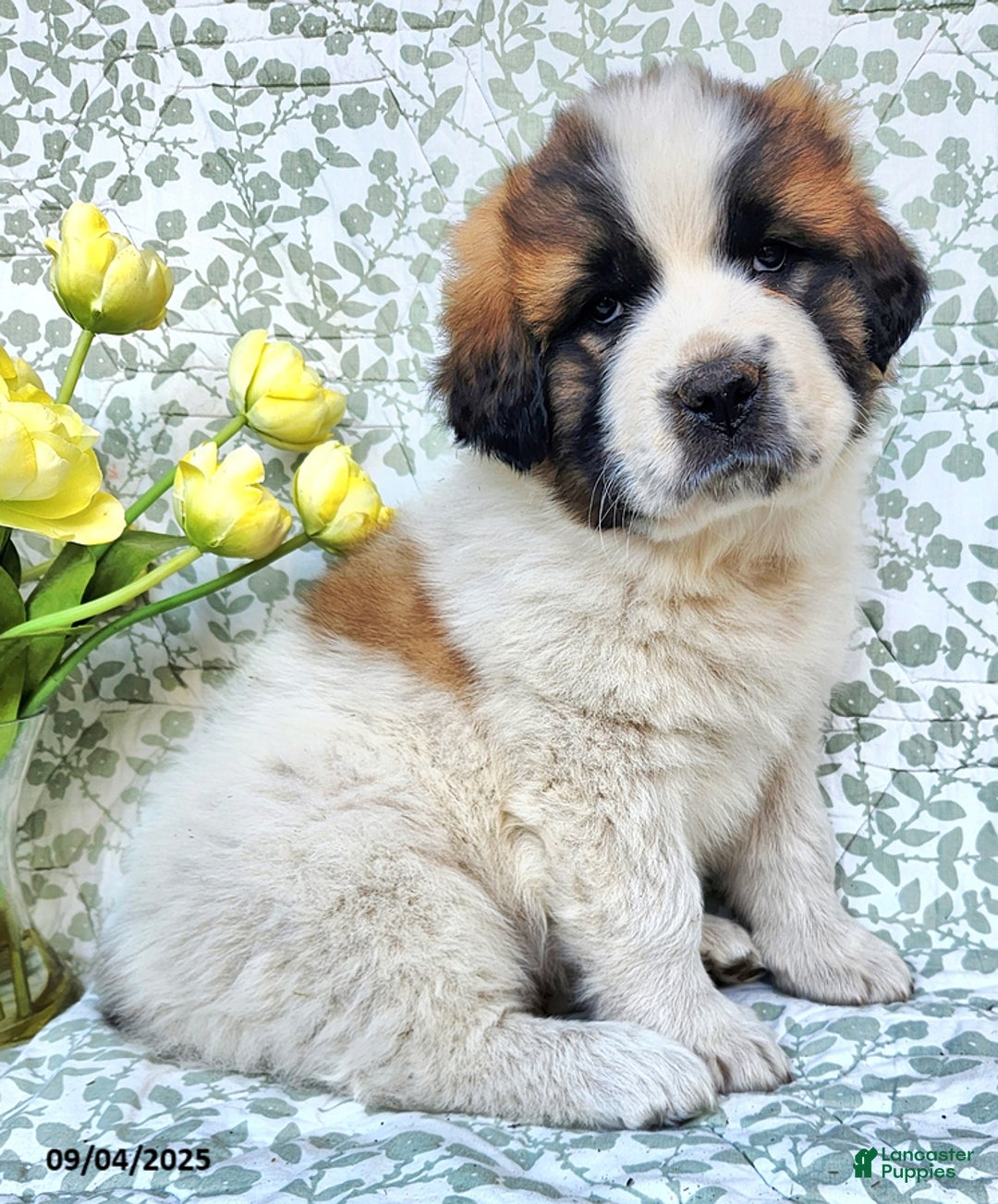 Get to Know These 9 Mountain Dog Breeds | Sundays for Dogs, image size:1080x1303