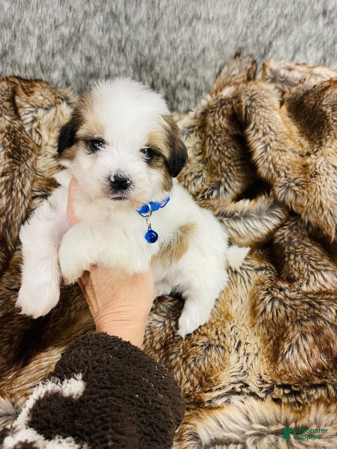Mixed Breed dogs for sale: Mini bernedoodle male #2 - Ad 6