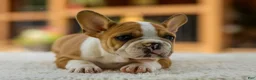 French Bulldog dogs for sale: Oasis – Fawn/White - Ad 2