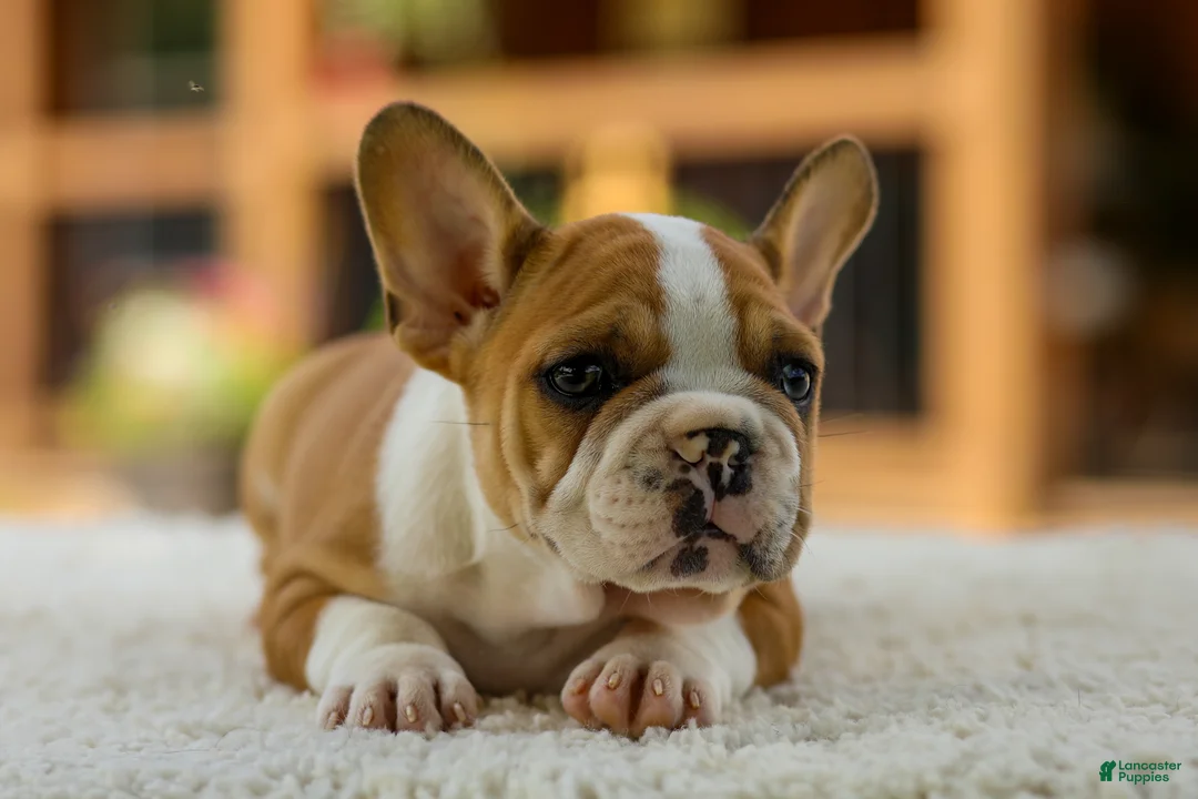 French Bulldog dogs for sale: Oasis – Fawn/White - Ad 2
