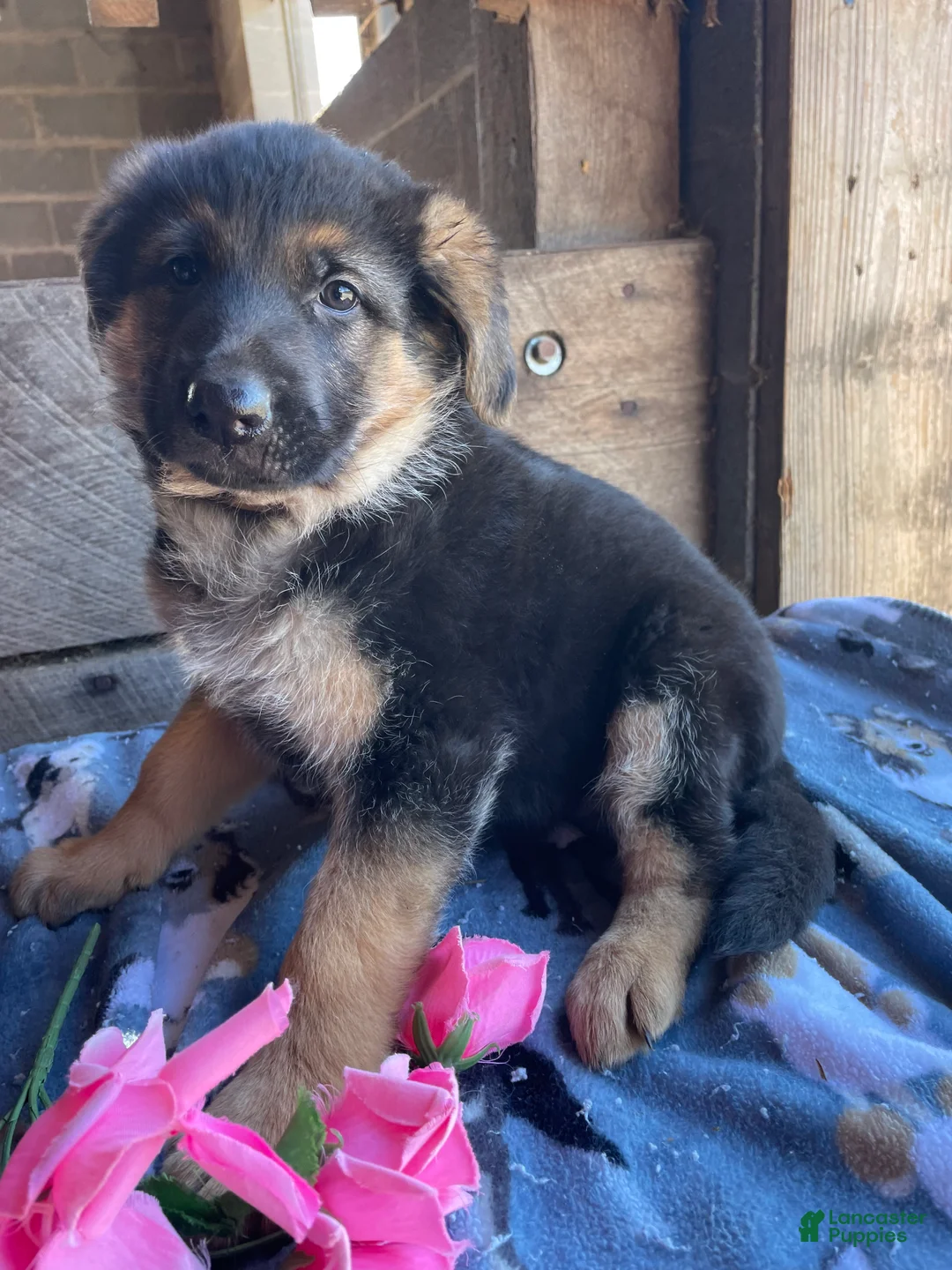 German Shepherd dogs for sale: Storm - Ad 2