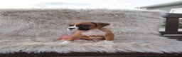 Boxer dogs for sale: Bozo - Ad 3