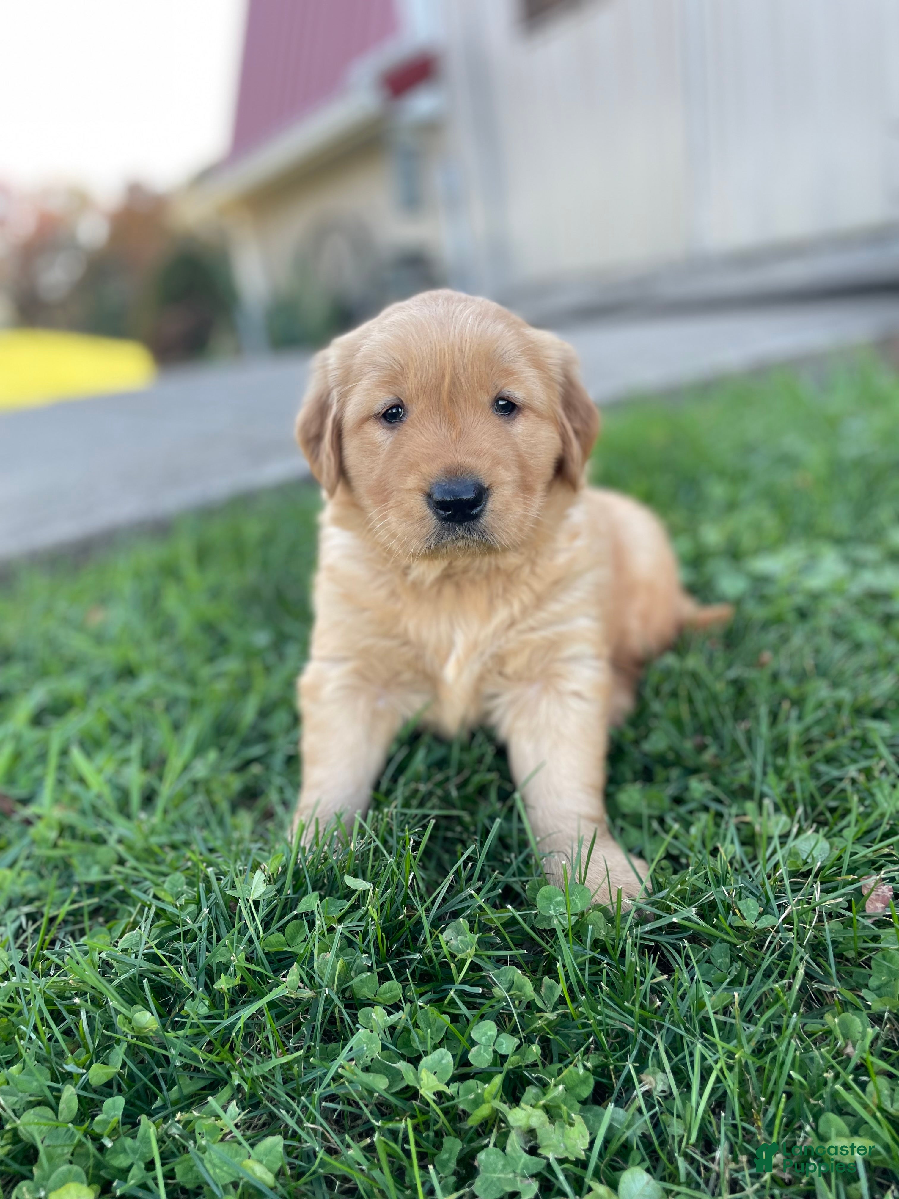 Golden Retriever dogs for sale: Daisy - Ad 1