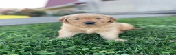Golden Retriever dogs for sale: Daisy - Ad 1