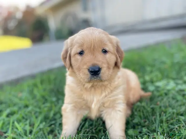 Golden Retriever dogs for sale: Daisy - Ad 1