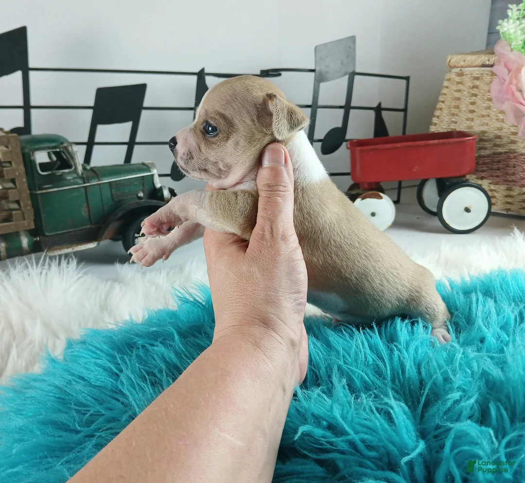 Chihuahua dogs for sale: Cece's fawn/white boy, NATIONWIDE DELIVERY  - Ad 8