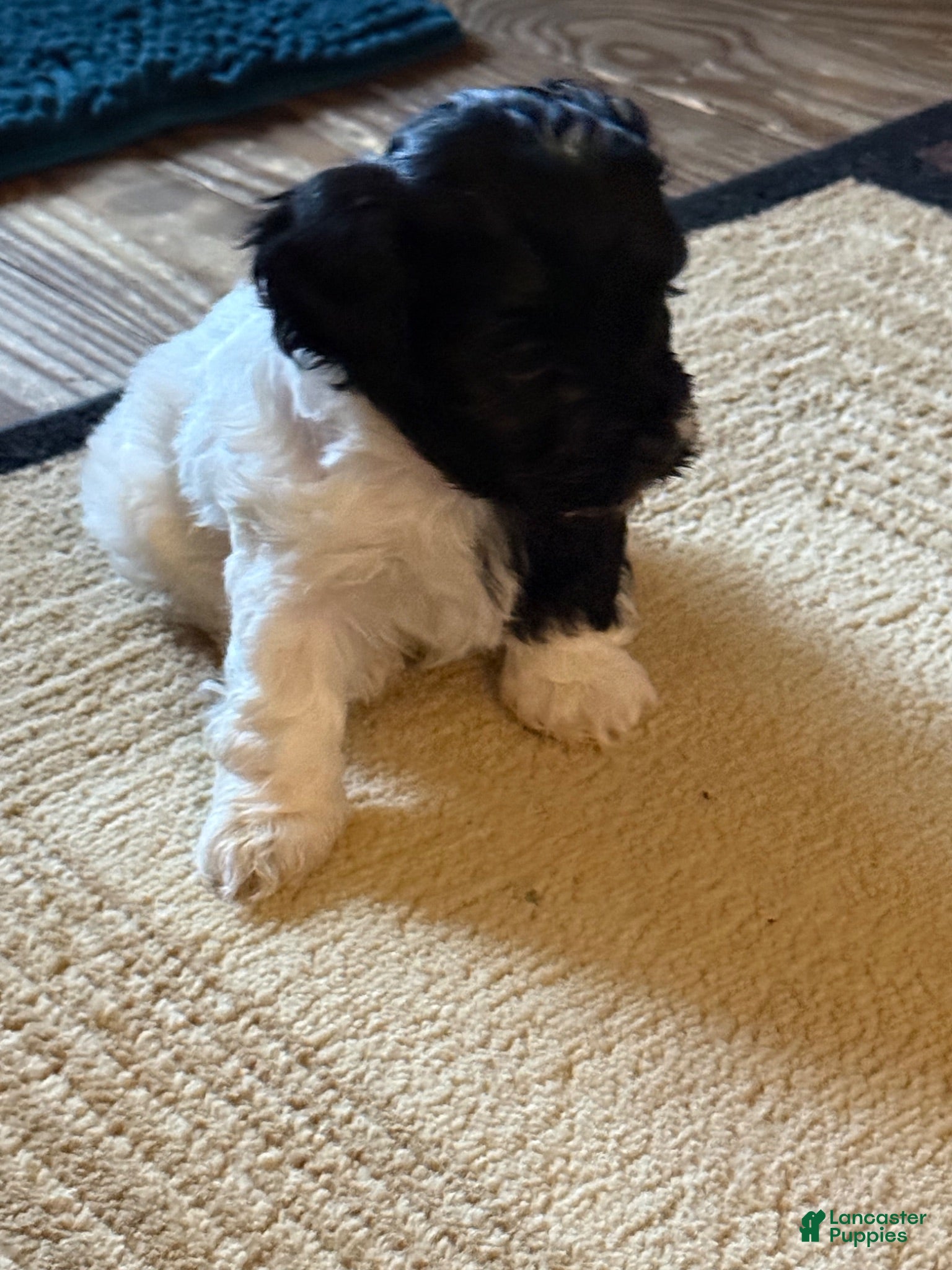 Mixed Breed dogs Baxter - Ad 1