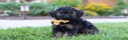Bernedoodle dogs for sale: Sammy - Ad 2