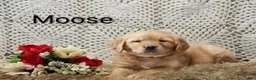 Golden Retriever dogs for sale: Moose - Ad 1