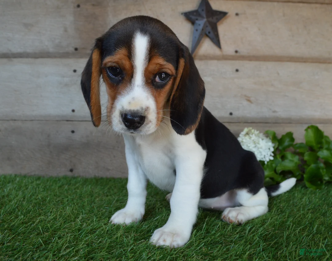Beagle dogs for sale: Annie - Ad 4