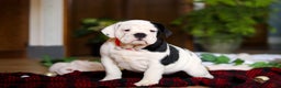 English Bulldog dogs for sale: Marjie - Ad 3