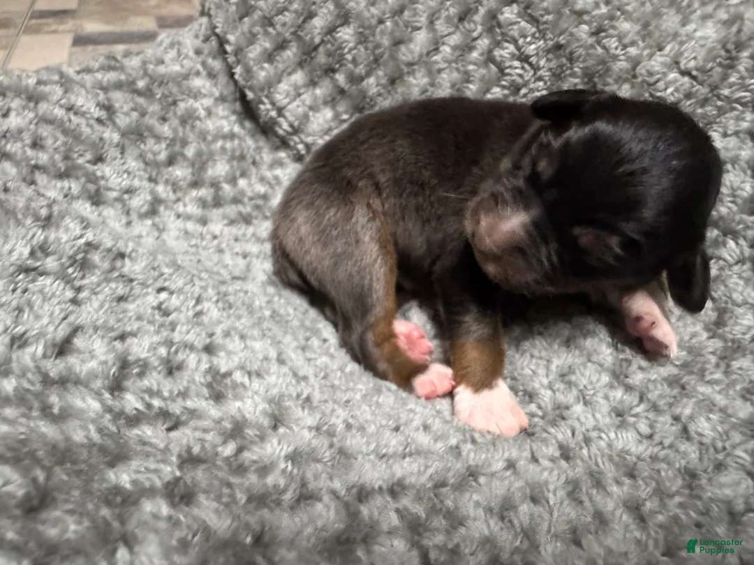 Australian Shepherd dogs for sale: Australian Shepherd 5 - Ad 2