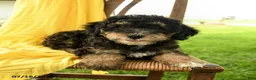 Mini Bernedoodle dogs for sale: Cleo - Ad 1