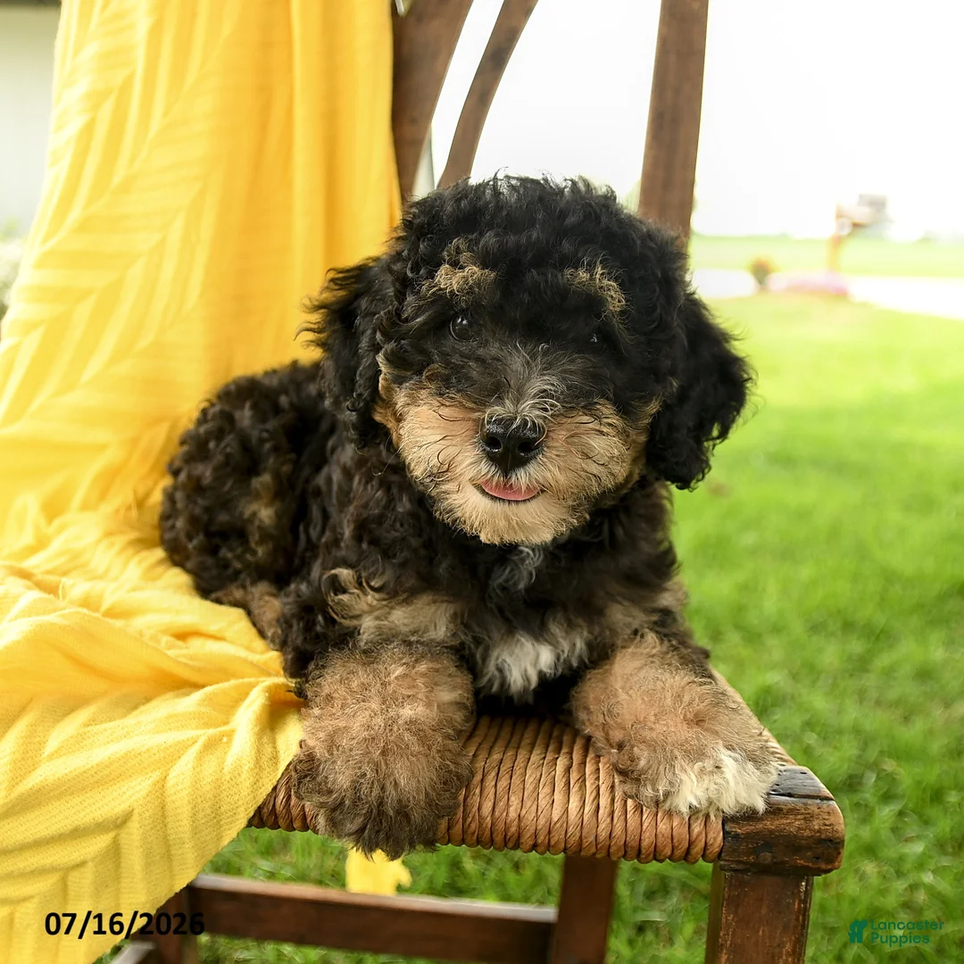 Mini Bernedoodle dogs for sale: Cleo - Ad 1