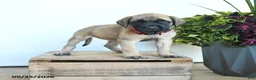 English Mastiff dogs for sale: Lynette - Ad 1