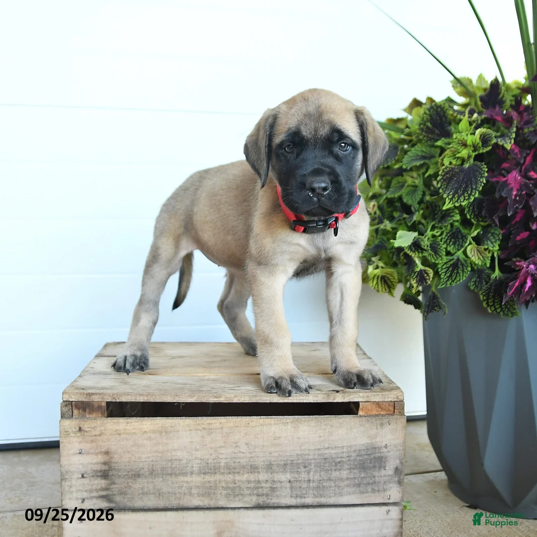 English Mastiff dogs for sale: Lynette - Ad 1