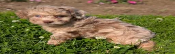 Toy Poodle dogs for sale: Macaron - Ad 4