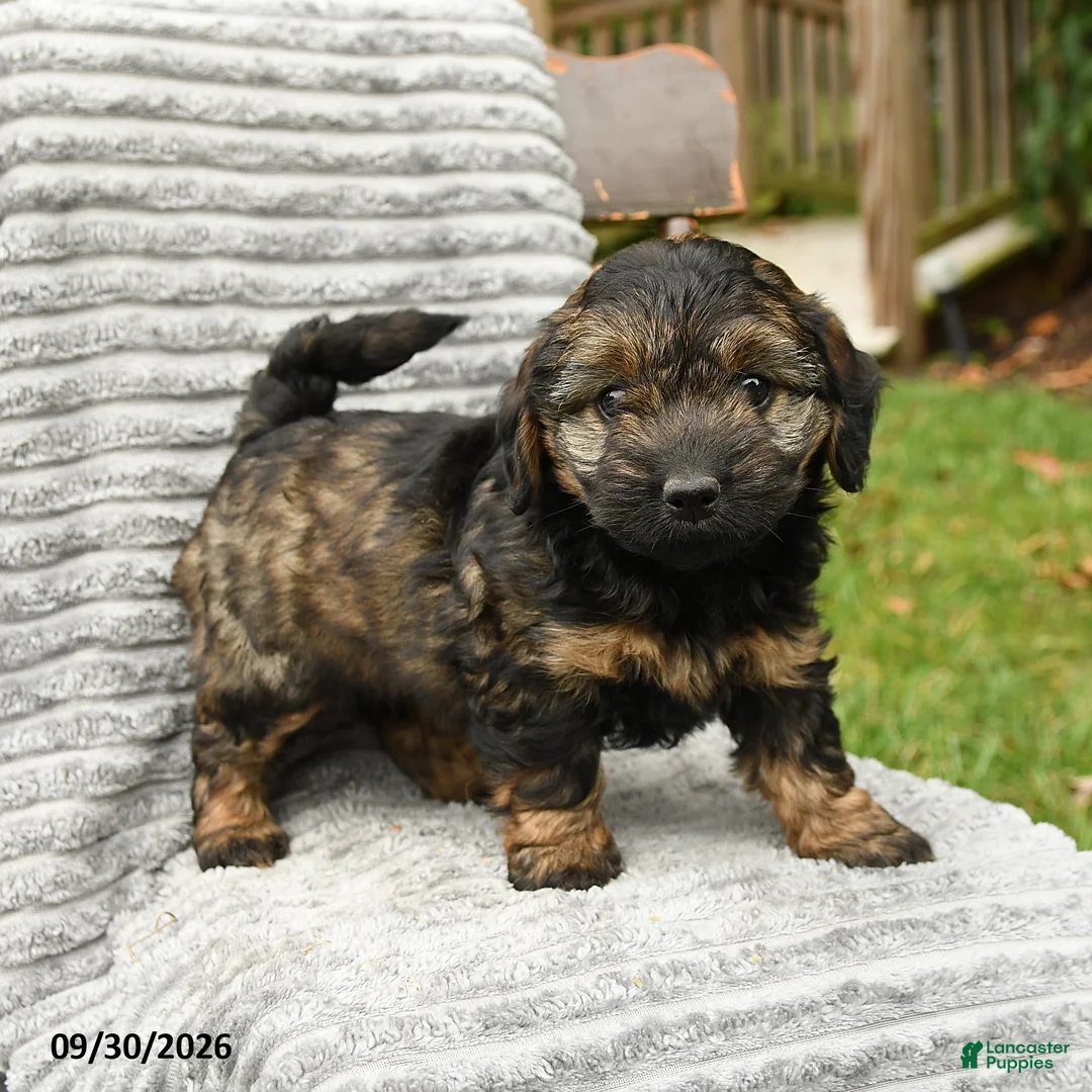 Cockapoo dogs for sale: Penny - Ad 1