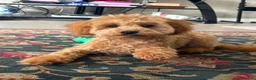 Toy Poodle dogs for sale: Rocky - Ad 4