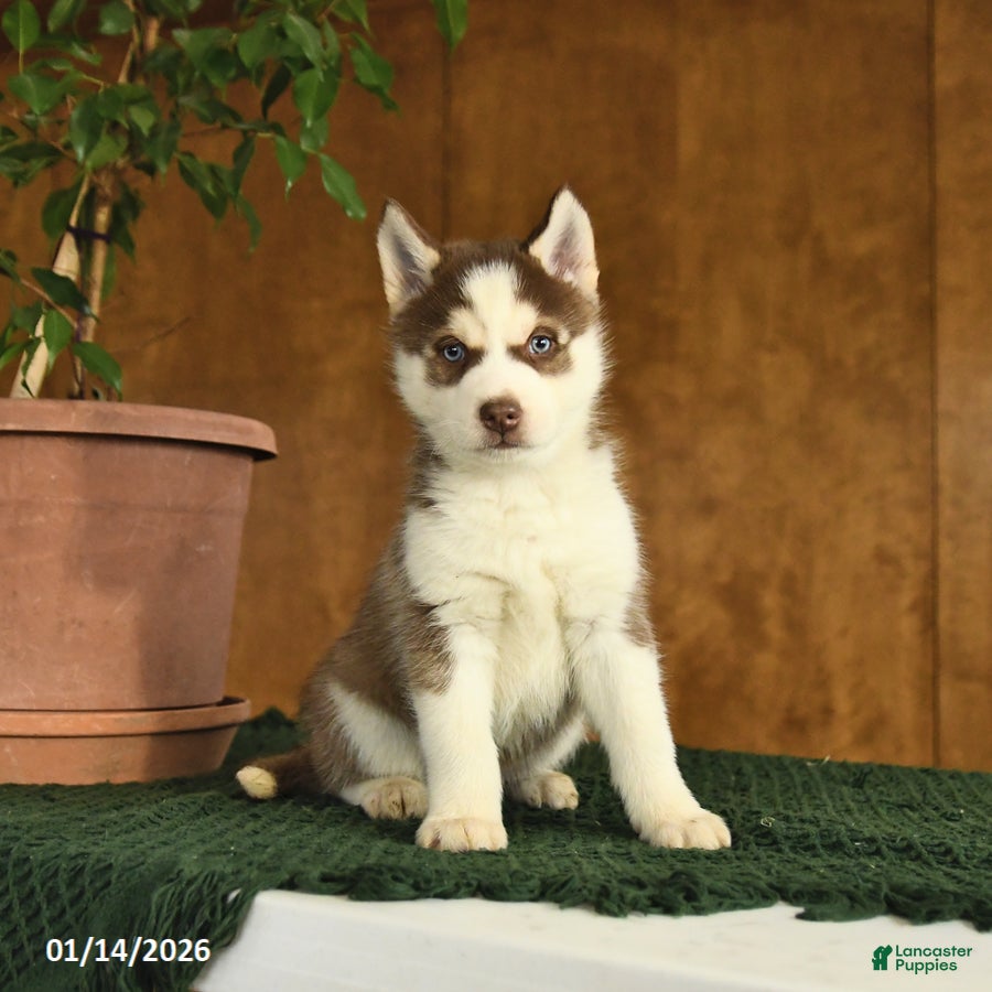 Siberian Husky dogs Baxter - Ad 26