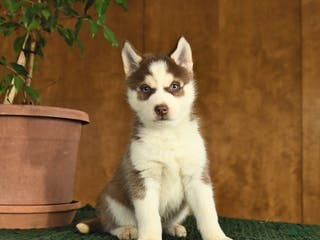 Siberian Husky dogs Baxter - Ad 37