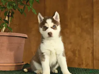 Siberian Husky dogs Baxter - Ad 41