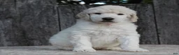 Standard Poodle dogs for sale: River AKC Standard Poodle  - Ad 25